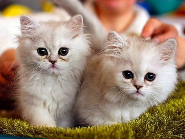 Породы кошек в Заполярном | ЗооТом портал о животных