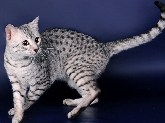 Породы кошек в Заполярном | ЗооТом портал о животных
