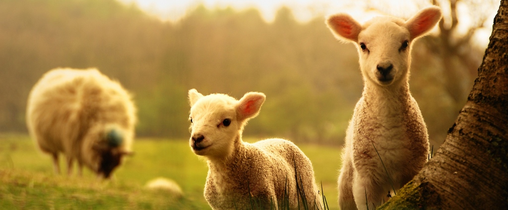 Объявления о сельскохозяйственных животных | ЗооТом - продажа, вязка и услуги для животных в Заполярном
