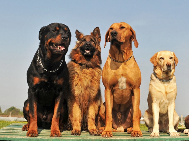 Крупные породы собак в Заполярном | ЗооТом портал о животных