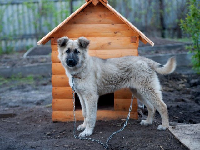 Все о собаках в Заполярном Все о собаках в Заполярном